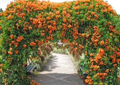 függőleges kert