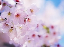 Spring, nők pszichológia (Spring) Tavasz, a pszichológia a nők
