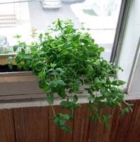 Növekvő menta az otthoni - az életem (feltételek) Növekvő menta az otthoni - az életem