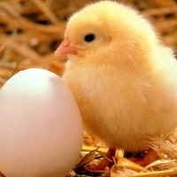 Nevelő tyúkok tojás fajtájú
