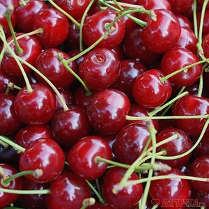 Cherry, aratás, betakarítás cseresznye télen