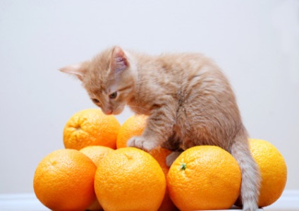 Vitaminok macskáknak (cat) Vitaminok macskáknak