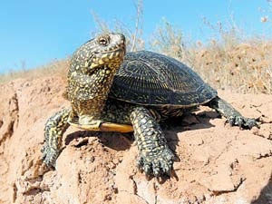 Figyelem, teknős, a tudomány és az élet