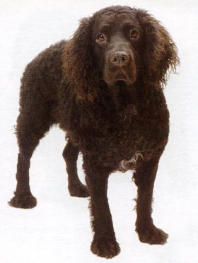 Water Dog (kutya) Vízi kutyák