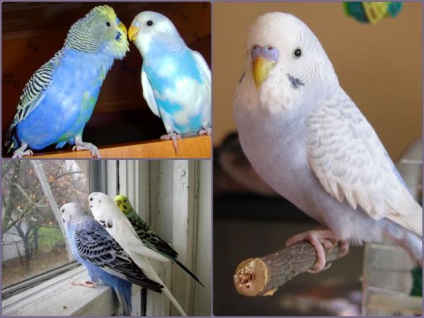 Budgerigar első nap otthon (home) Budgerigar első nap otthon