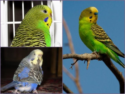Budgerigar első nap otthon (home) Budgerigar első nap otthon