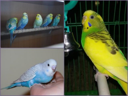 Törpepapagáj első nap otthon (budgies korai nap) Budgerigar első nap otthon