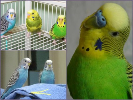 Budgerigar első nap otthon