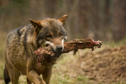 Mindent a farkasok, ahol élnek, hogyan kell nézni, fotó, videó