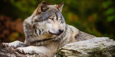 Mindent a farkasok, ahol élnek, hogyan kell nézni, fotó, videó
