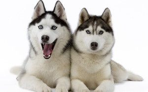 Husky karakter és gondozás - Husky Club (ellátás) Husky karakter és gondozás - Husky Club