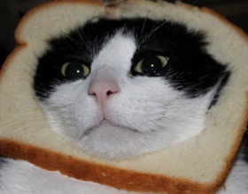 macskák adhatunk kenyér, haszon és kár, a macska és a macska