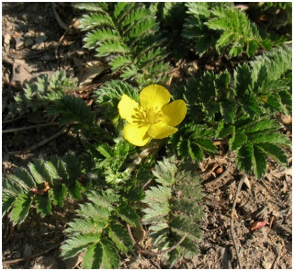 A krónikus pancreatitis (alkatrészek Potentilla lúd) krónikus hasnyálmirigy-gyulladás