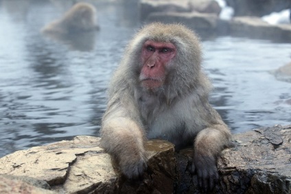 Japán makákók - a legészakibb majom
