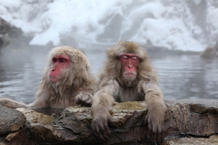 Japán makákók - a legészakibb majom