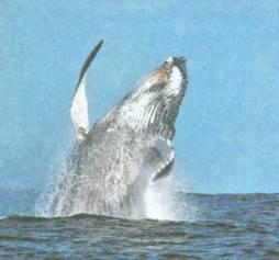 Miért bálnák és delfinek kiugrott a vízből (a delfinek) Miért bálnák és delfinek kiugrott a vízből