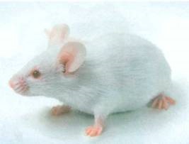 Miért bálnák és delfinek kiugrott a vízből (a víz) Miért bálnák és delfinek kiugrott a vízből