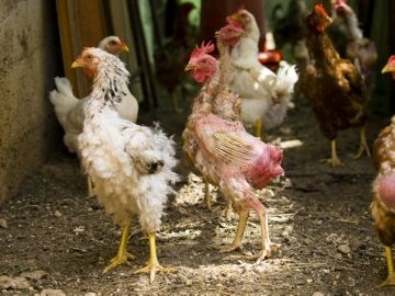 Miért igénybe mesterséges vedlés tojótyúkok a baromfi gazdaságok