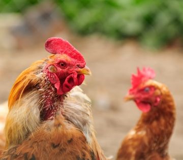 Miért igénybe mesterséges vedlés tojótyúkok a baromfi gazdaságok
