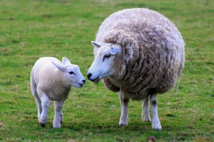 Zsdanov alap tenyésztési vállalkozás döntött, hogy növelje a juhok száma Zabaikalye 1 millió