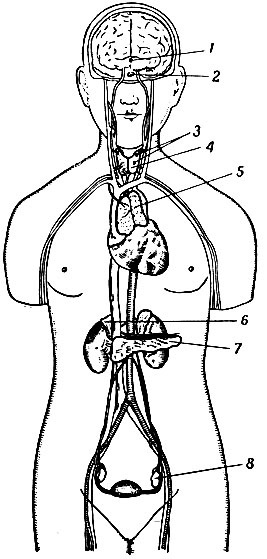 Endokrin mirigyek (szekréció) ductless mirigyek