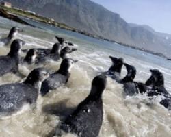 Dél-afrikai város lakói panaszkodtak a zajos pingvinek
