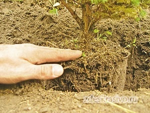 Élő fa egy bankot és transzplantációs ellátás