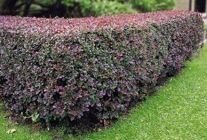 Hedge fűzfa és arborvitae és virágzó díszcserjék és lila borbolya