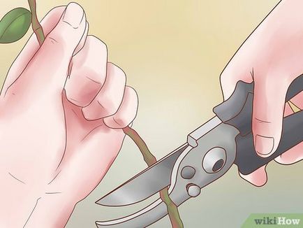 Як робити обрізку шипшини зморшкуватої