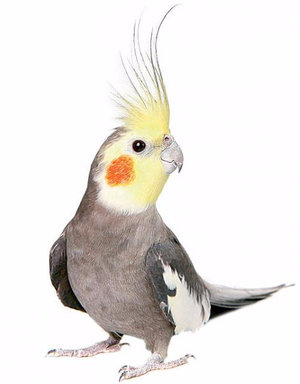 Papagaj feregtelenito