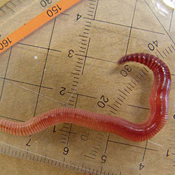 a pinwormok megsemmisítésére szolgáló gyógyszerek a férgek és az ascarisok közötti különbség