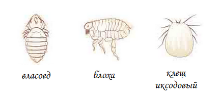 széna bacillus szaprofit vagy parazita