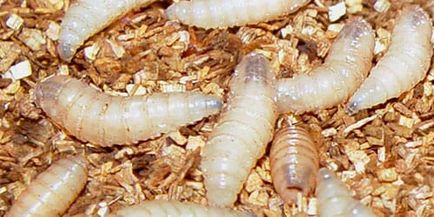 pinworm kinyújtva a helminth betegség tünetei az emberek kezelésében