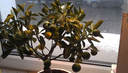 Szárított Kumquat