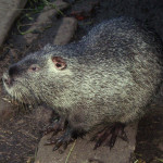 Nutria choroba ich objawy i leczenie w domu (nutria) Nutria choroba ich objawy i leczenie w domu