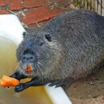 Nutria choroba ich objawy i leczenie w domu (przesunąć trochę apetyt) Nutria choroba ich objawy i leczenie w domu