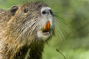 choroby nutrii ich objawy i leczenie w domu (znaki) Nutria choroba ich objawy i leczenie w domu