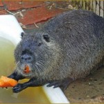 choroby nutrii ich objawy i leczenie w domu (znaki) Nutria choroba ich objawy i leczenie w domu