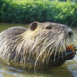 choroby nutrii ich objawy i leczenie w domu (znaki) Nutria choroba ich objawy i leczenie w domu