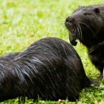 choroby nutrii ich objawy i leczenie w domu (warunki) Nutria choroba ich objawy i leczenie w domu