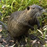 Nutria choroba ich objawy i leczenie w domu (leczenie) Nutria choroba ich objawy i leczenie w domu