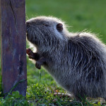 Nutria choroba ich objawy i leczenie w domu (przesunąć trochę apetyt) Nutria choroba ich objawy i leczenie w domu