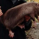 Nutria choroba ich objawy i leczenie w domu (choroba) Nutria choroba ich objawy i leczenie w domu