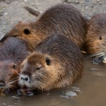 Nutria choroba ich objawy i leczenie w domu (choroba) Nutria choroba ich objawy i leczenie w domu