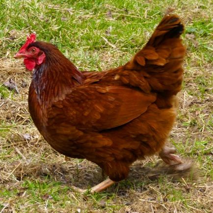 Zakaźne zapalenie krtani i tchawicy - choroba kurcząt - kurczaki, produkcja, jajo kurze, posiłki (zakaźna) Zakaźne zapalenie krtani i tchawicy - choroba kurcząt - kurczaki, produkcja, jajko, kura, posiłki