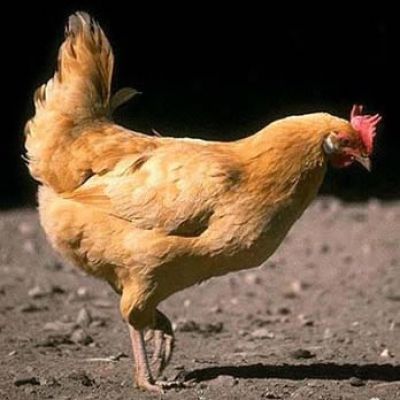 Zakaźne zapalenie krtani i tchawicy - choroba kurcząt - kurczaki, produkcja, jajo kurze, naczynia (kurczak) Zakaźne zapalenie krtani i tchawicy - choroba kurcząt - kurczaki, produkcja, jajko, kura, posiłki