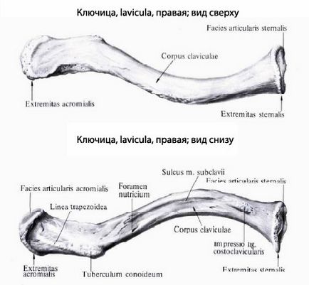 Złamanie łopatki i obojczyka, EUROLAB, traumatologii (urazowej) Złamanie obojczyka, łopatki i EUROLAB, traumatologii