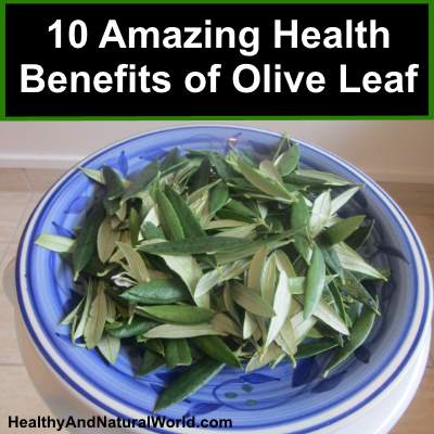 10 Amazing Gesundheitliche Vorteile von Olive Leaf und wie Sie Ihren eigenen Olive Leaf Extract Make