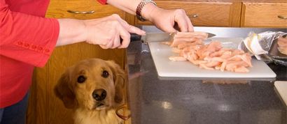 10 santé Homemade Dog Food Recipes et friandises biologiques