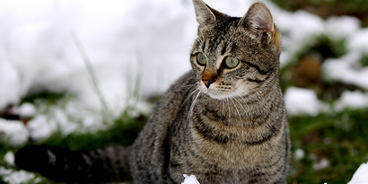 10 Outdoor Cat Maisons, Monde - Meilleur Blog Litière Cat, Assainir l'air (chats actifs) 10 Outdoor Cat Maisons, Monde - s le meilleur blog de litière pour chats, changement dans l'air